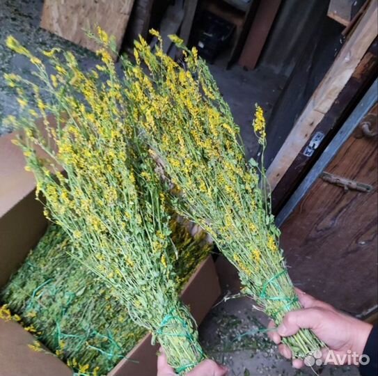 Донник (пучки, веники)