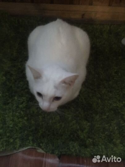 Отдам кошку