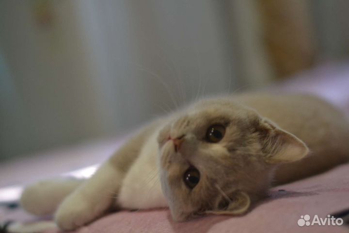 Британские котята