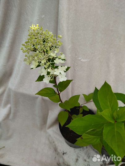 Гортензия, пионы