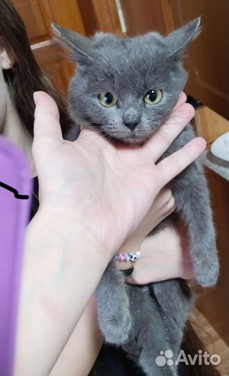 Котята подростки девочки