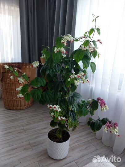 Клеродендрум госпожи Томпсон