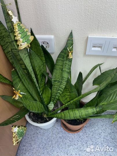 Сансевиерия щучий хвост