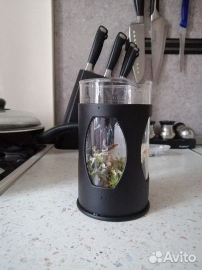 Исландский мох (Мох Оленьи рога )