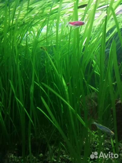 Аквариумные растения