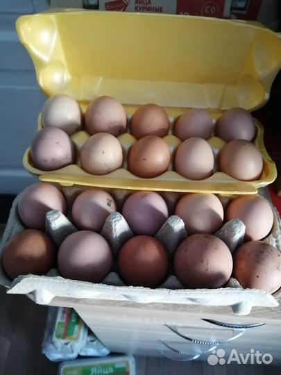 Домашние куриные яйца