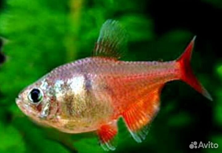 Тетра фон рио Аквариумные рыбки в ассортименте