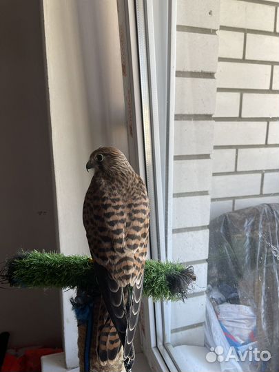 Хищная домашняя птица