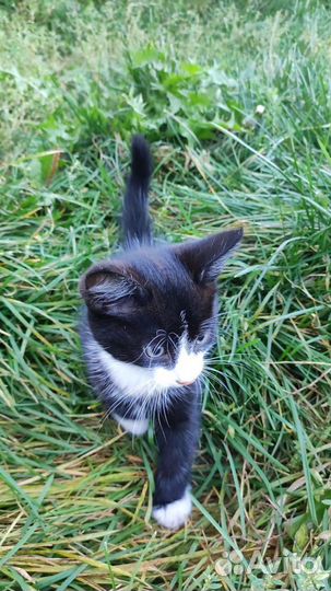 Котенок в добрые руки Мальчик