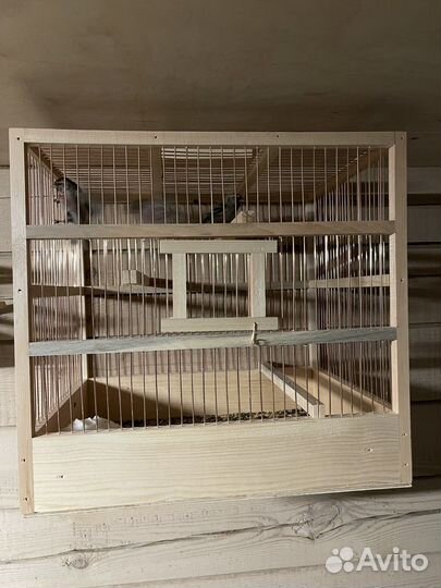 Щегол чиж чечётка