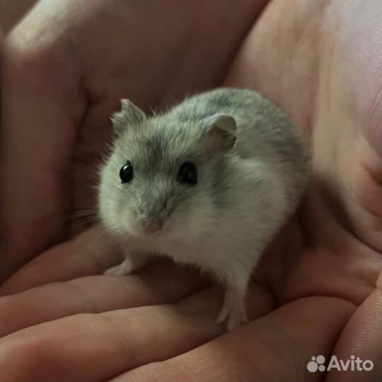 Джунгарский хомяк с отслеживанием судьбы