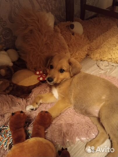 Собака в добрые руки щенок