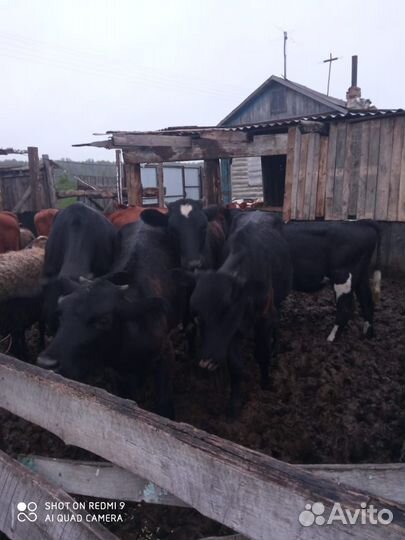 Телята телочки