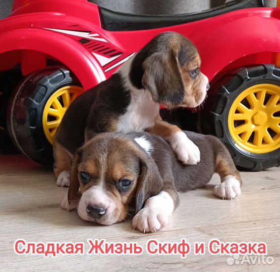 Щенки бигль