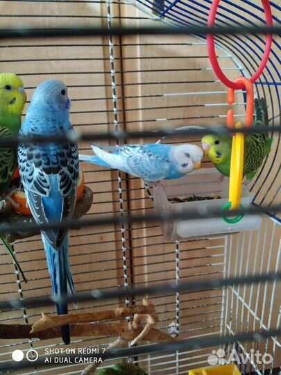 Волнистый попугай