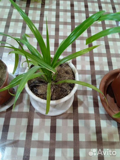 Комнатные цветы