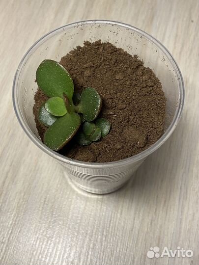 Крассула толстянка денежное дерево
