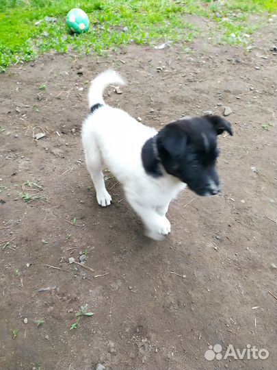 Щенки в добрые руки