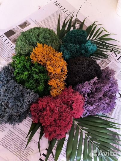 Стабилизированный мох 8 цветов