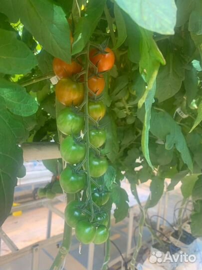 Рабочий по уходу за растениями/теплицы/помидоры