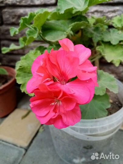 Пеларгония герань