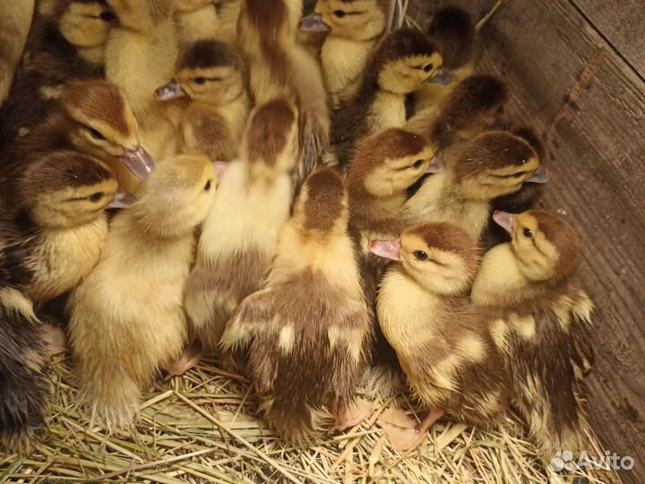 Утята мускусной утки