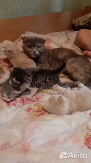 Котята бретанцы