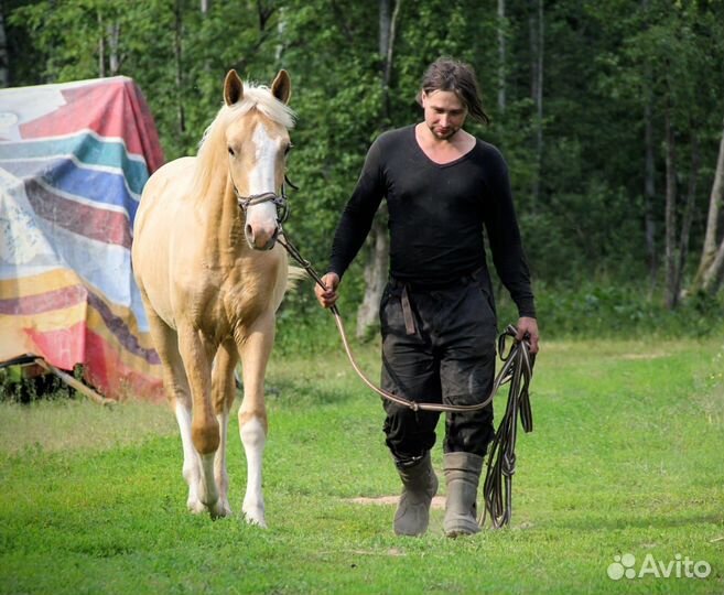 Молодняк белорусская упряжная и вятская порода