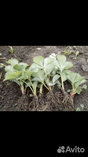 Рассада клубники