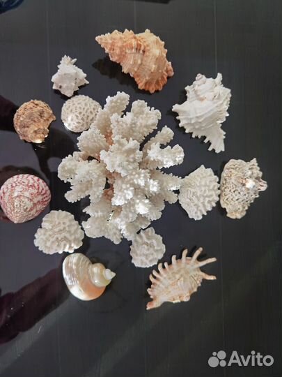 Набор морских ракушек кораллы