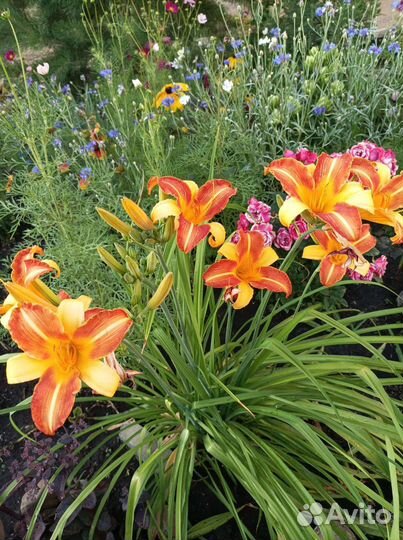 Цветы многолетники для сада