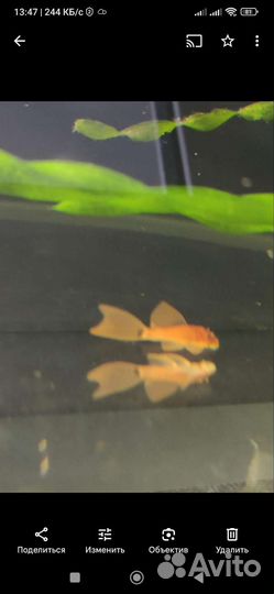 Анциструс супер ред вуалевый