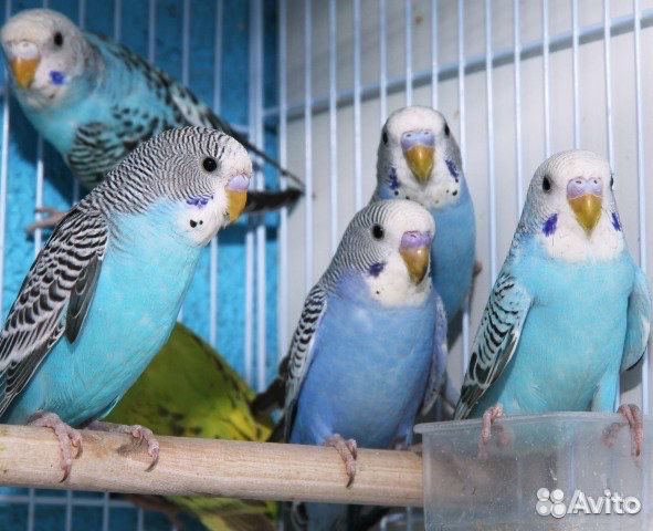 Попугайчики волнистые