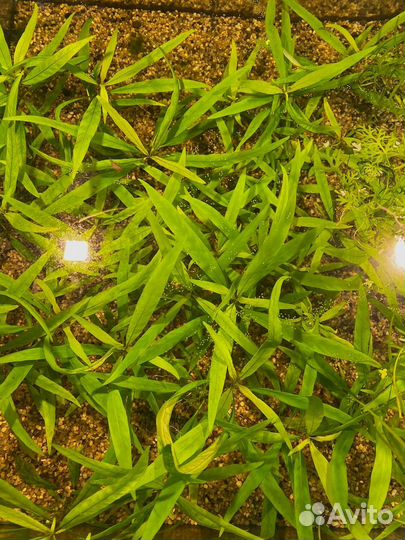 Ферма аквариумных растений