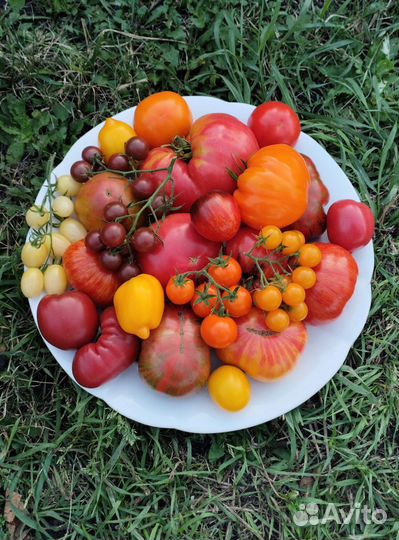 Семена коллекционных томатов и перцев