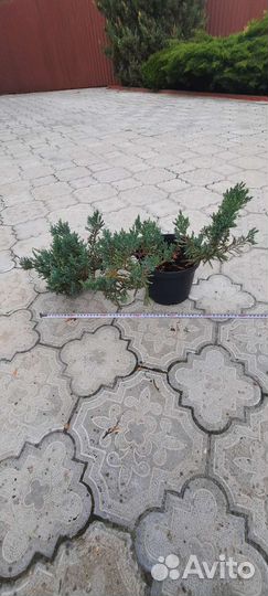 Хвойные растения