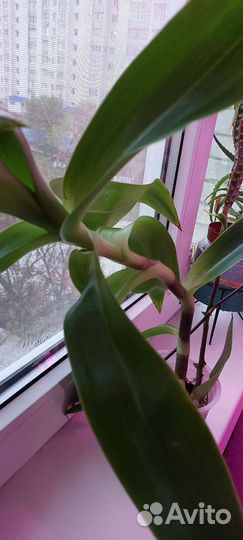 Усы и Золотой ус или каллизия душистая