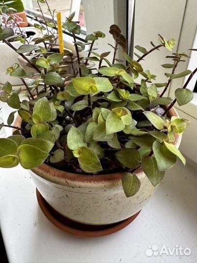 Каллизия голд