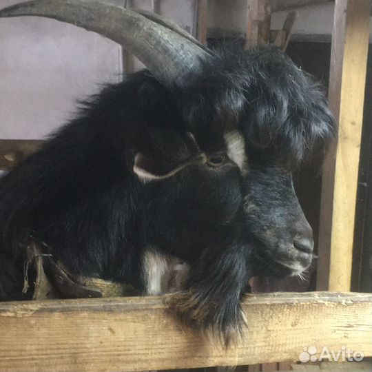 Вязка продажа