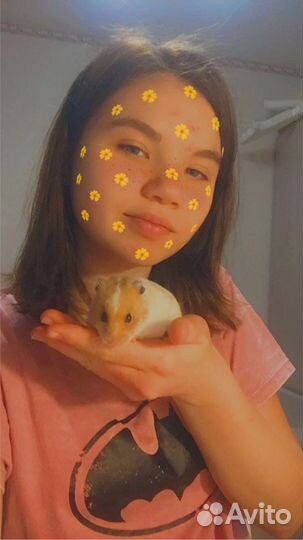 Передержка животных/Выгул собак