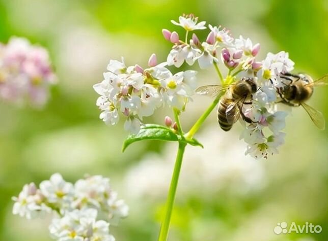 Мед 2024 года натуральный опт