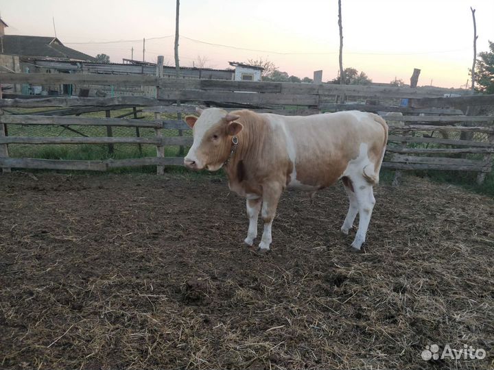 Бык Сементал