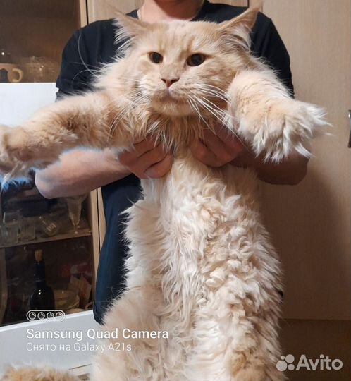 Кот мейн-кун вязка