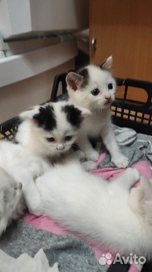 Котята ищут дом