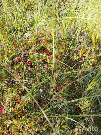 Клюква ягода