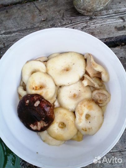 Грузди грибы