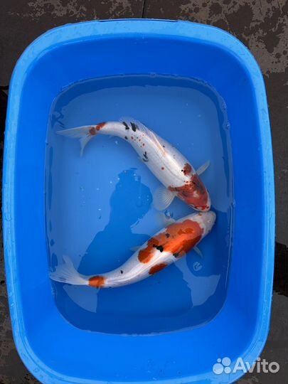 Кохаку карп кои