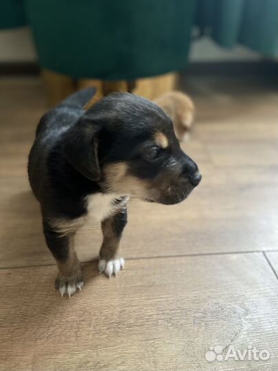 Отдам в добрые руки