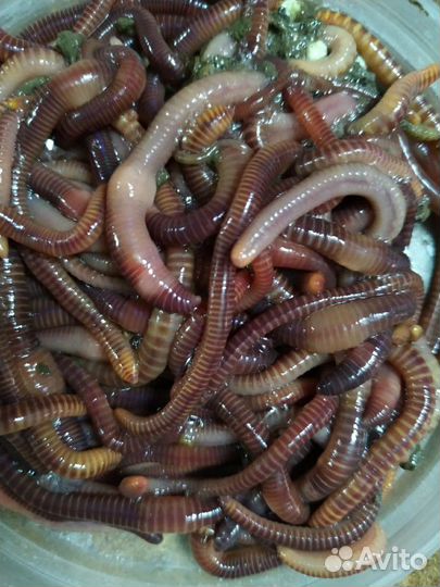 Черви для рыбалки