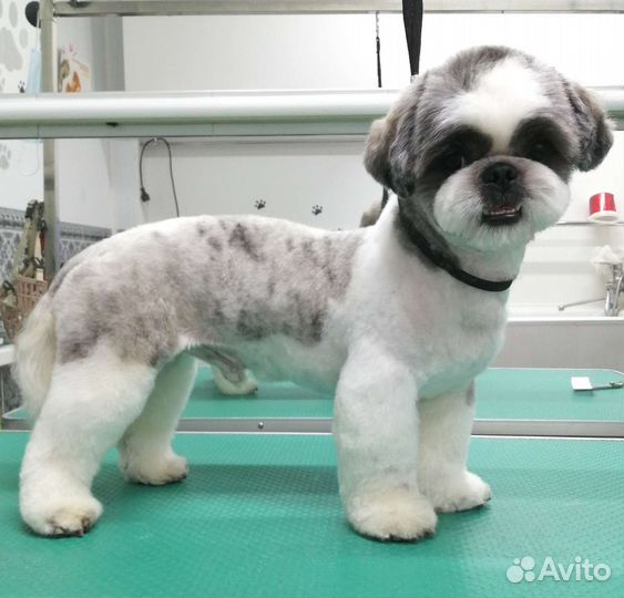 Груминг собак и кошек